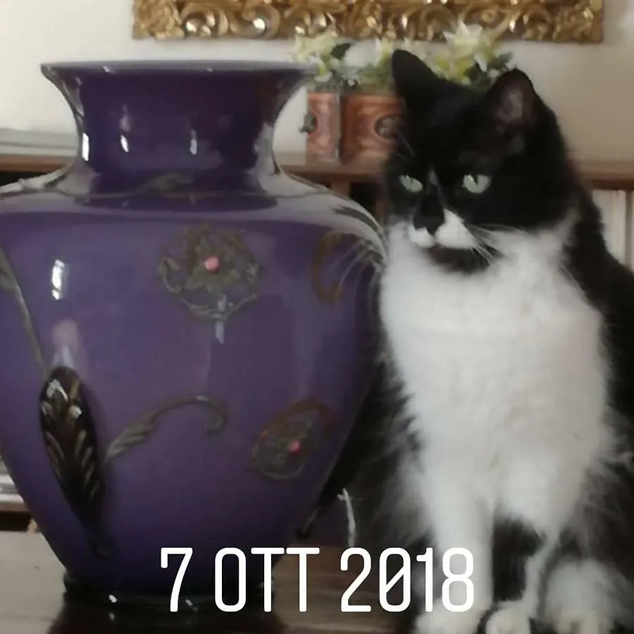 Bed and Breakfast Rosella Bianchi Palermo Bed & Breakfast